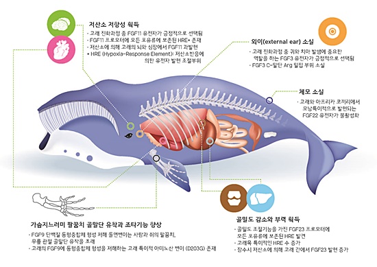 해양환경에 적응한 고래의 섬유아세포성장인자(FGF) 특성